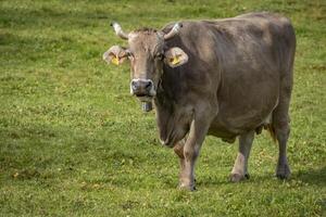 a close shot of cows on a green field in the alps in Austria photo