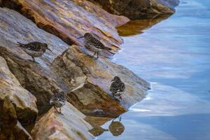 group of wonderful dunlins in the harbor of Vardo in Norway photo