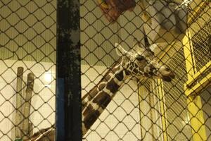 Giraffe behind a fence mesh close-up. Wild Animals in the Zoo. photo