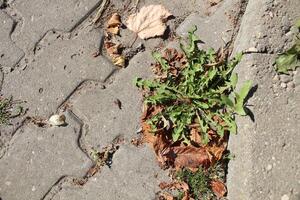 Dandelion grass grows from asphalt paving slabs. Strong plants photo