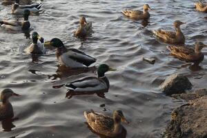 A flock of waterfowl swims in the lake. Ducks and drakes photo