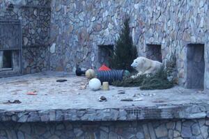 White polar bear in the zoo enclosure. Winter predators. photo
