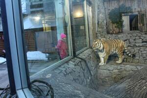 Tiger behind glass in the zoo and children. Tiger visit at the zoo. photo