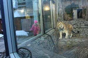 A girl and a tiger in the zoo. Visiting animals in the zoo. photo