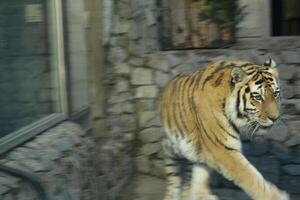 A tiger walks around its cage in the zoo. Close-up side view. photo