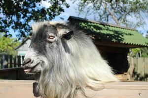 Cute gray goat smiling and sticking out his tongue. Funny farm pets. Raising animals on farms photo