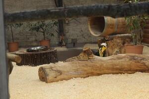 Doppelhornvogel is a black bird with a large yellow beak. photo