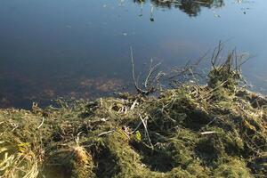 The river shore of the lake with grass, bushes and trees. Grassy Shore. photo