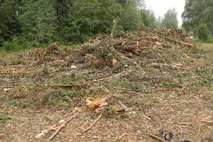 A plot of land cleared of trees and bushes. plot photo