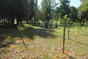 Hiking park with paths and trees photo