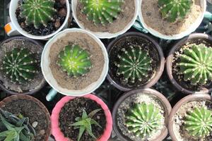Small cacti in pots top view. Cultivation and propagation of succulents photo
