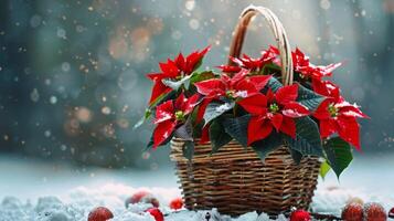 Christmas poinsettia flowers in a basket on snowy. Christmas background. Space for text. photo