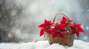 Red Christmas poinsettia flowers in a basket on snowy. Christmas background. Space for text. photo