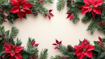 Poinsettia flowers green fir tree branches on white background with copy space. Christmas New Years banner frame. photo