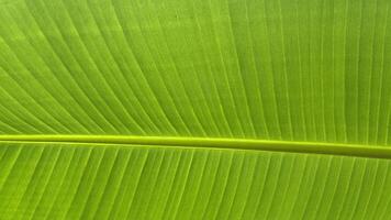 fresh green banana leaves up close photo