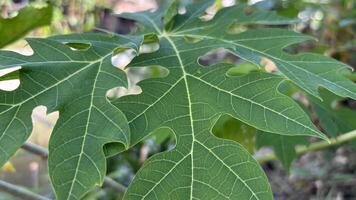 papaya leaves seen close up and the veins of the leaves visible photo