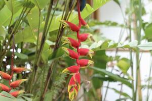 Heliconia lobster claw flower growing in lush tropical foliage background, ideal for botanical and nature themed visuals photo