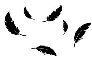 Black feathers float gently against a clean white backdrop in artistic monochrome simplicity vector