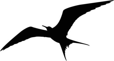 Magnificent frigatebird soaring gracefully with outstretched wings is captured in striking silhouette against a white backdrop vector