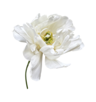 White peony tulip first spring garden flower, cutout with clipping path isolated object, beautiful single springtime plant with multi-layered petals, floral element of design, decor png