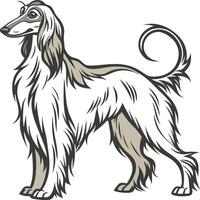 Classic Afghan Hound Coat Style Available on EPS File vector