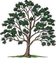 Bare Ash Tree in Winter Silence Available on EPS File vector