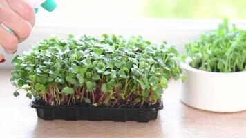 Gardener watering fresh micro greens on windowsill video