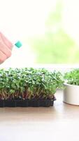 Gardener watering fresh microgreen on windowsill video