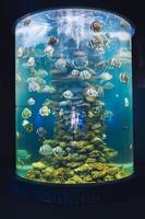 Beautiful fish in a high vertical aquarium on the background of decorative aquatic plants. photo