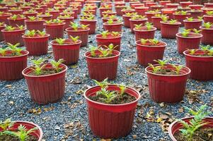 A greenhouse with rows of marigold seedlings on a plantation, lots of flower pots, plants in close-up. photo