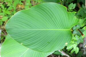 Large Tropical Leaf with Prominent Parallel Veins photo