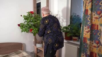 Water from a watering can. Grandma cares flowers at home. Buds and bloom of Chinese rose Hibiscus. Home life routine. video