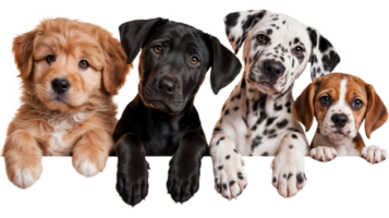 Four puppies of different breeds on a transparent background, perfect for design png