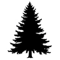 A silhouette of tall evergreen tree stands against plain background, showcasing its symmetrical branches and pointed top. image evokes sense of calm and nature beauty png