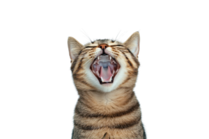 A yawning tabby cat with its mouth wide open, showcasing its sharp teeth and whiskers against plain background. cat fur features distinct stripes, adding to its charming appearance png