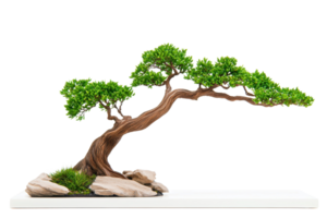 A beautifully shaped bonsai tree with lush green foliage and twisted trunk is displayed on white platform, evoking sense of tranquility and natural artistry png