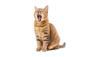 A yawning tabby cat with closed eyes sits on transparency background, displaying its striped fur and relaxed posture png
