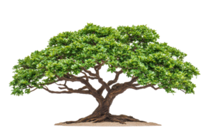 A lush, green tree with wide canopy and twisted branches stands on sandy base, showcasing nature beauty and resilience png