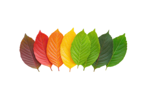 A row of leaves displays gradient of colors from brown to green, symbolizing transition of seasons. vibrant hues range from red, orange, and yellow to various shades of green, showcasing nature png