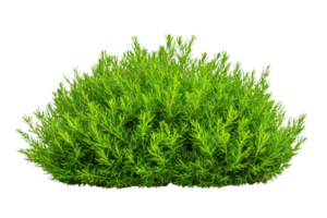 A lush, green bush with dense foliage, perfect for garden landscaping and adding vibrant greenery to outdoor spaces. bush rich color and texture create natural, lively atmosphere png