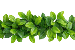 A vibrant arrangement of lush green leaves creates natural and refreshing border, perfect for adding touch of nature to any design. leaves are glossy and varied in size, enhancing organic feel png