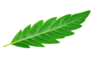 A vibrant green leaf with detailed veins isolated on transparency background, showcasing its natural beauty and intricate structure png