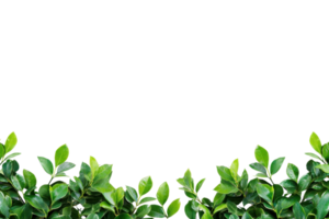 A Lush green leaves form vibrant border against transparency background, creating fresh and natural frame. vivid foliage adds touch of nature and tranquility to scene png