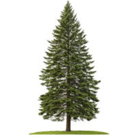 A tall, lush evergreen tree stands majestically small patch of grass, showcasing its dense, vibrant green foliage. tree symmetrical shape and towering presence evoke sense of tranquility and natural png
