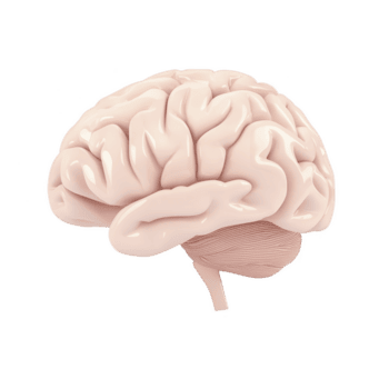 ein detailliert 3d Illustration von Mensch Gehirn, präsentieren es ist kompliziert Falten und Struktur, isoliert auf Transparenz Hintergrund. Bild Highlights Gehirn Komplexität und anatomisch Eigenschaften png