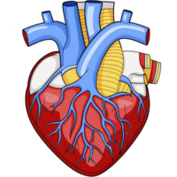 A detailed illustration of human heart showcases its complex anatomy, including arteries, veins, and chambers, with vibrant colors highlighting circulatory system png