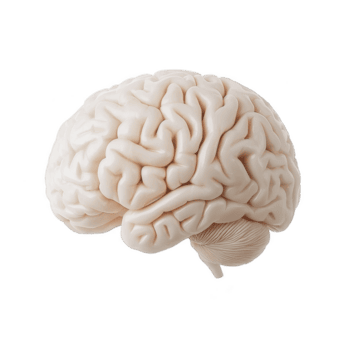 un' dettagliato 3d interpretazione di umano cervello vetrine suo intricato struttura e complesso neurale percorsi, evidenziazione organo ruolo nel cognizione e emozione png