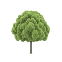 A lush, green tree with full, rounded canopy stands against transparency background, showcasing its vibrant foliage and sturdy trunk png