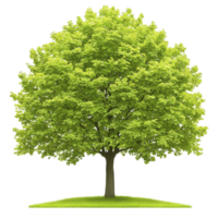 A lush green tree with full canopy stands on small patch of grass, symbolizing nature and growth. vibrant leaves create sense of tranquility and life png
