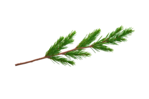 A single green pine branch with needle like leaves on brown stem, isolated on transparency background. branch is detailed and vibrant, showcasing natural texture and color of pine foliage png